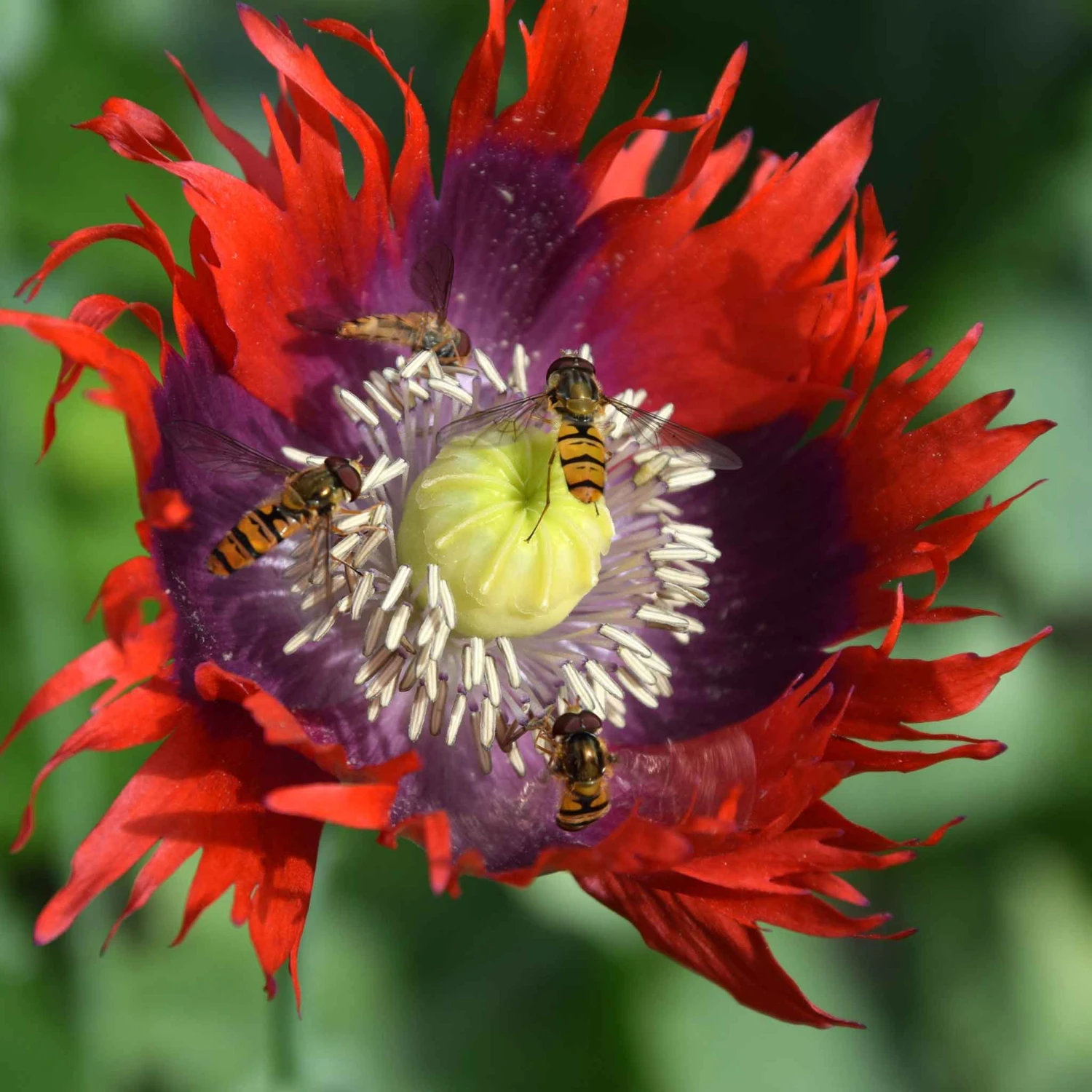 Drama Queen Poppy Seeds: Bold Red and Purple 5-Inch Blooms 3 Drama Queen Poppy Seeds: Bold Red and Purple 5-Inch Blooms - Image 3