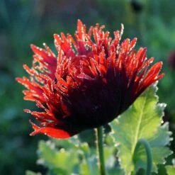 Drama Queen Poppy Seeds: Bold Red and Purple 5-Inch Blooms 7 Drama Queen Poppy Seeds: Bold Red and Purple 5-Inch Blooms -Eden Brothers Shop poppy drama queen shk 4