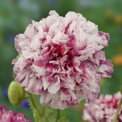Flemish Antique Poppy Seeds - Double Peony Flowered Garden Blooms