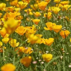 California Poppy Seeds - Golden West