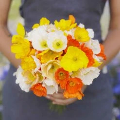 Iceland Poppy Seeds - Vibrant Mixed Color Perennial Blooms