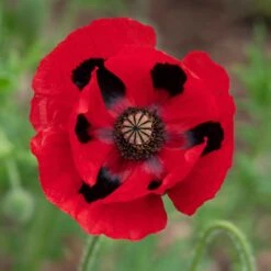 Lady Bird Poppy Seeds - Vibrant Red Annual Flowers for Garden Beds