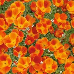 California Poppy Seeds - Mikado