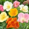 California Poppy Seeds - Mixed Colors