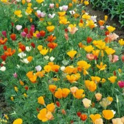 California Poppy Seeds - Mixed Colors -Eden Brothers Shop poppy mixed colors noa 4 ec5a77bc 47d7 4d5e a15e 407c78c42d33