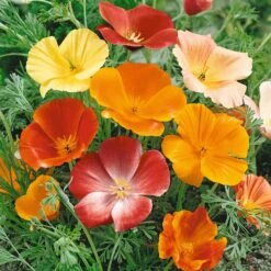 California Poppy Seeds - Mixed Colors -Eden Brothers Shop poppy mixed colors noa 5