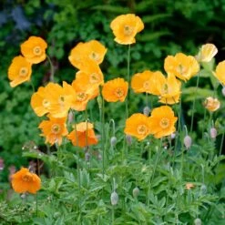 Vibrant Moroccan Orange Poppy Seeds - Easy-to-Grow Perennial Blooms