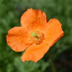 Vibrant Moroccan Orange Poppy Seeds - Easy-to-Grow Perennial Blooms -Eden Brothers Shop poppy moroccan orange shk 3