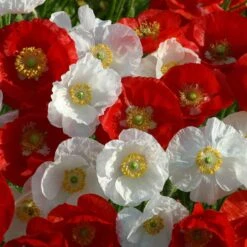 Red and White Poppy Seeds National Mix - Hardy Annual Garden Seeds
