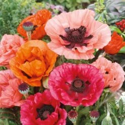 Vibrant Oriental Poppy Seed Mix - Exotic Perennial Garden Flowers