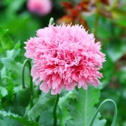Pale Rose Peony Poppy Seeds - Double Bloom Early Summer Garden Flowers