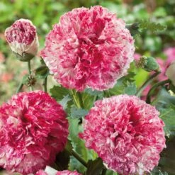 Antique Shades Peony Poppy Seeds - Large Double Blooms for Gardens