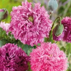 Pink Pompon Poppy Seeds: Luscious Double Frilly Garden Blooms