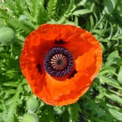 Oriental Poppy Seeds - Prince Of Orange