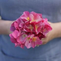 California Poppy Seeds - Purple Gleam