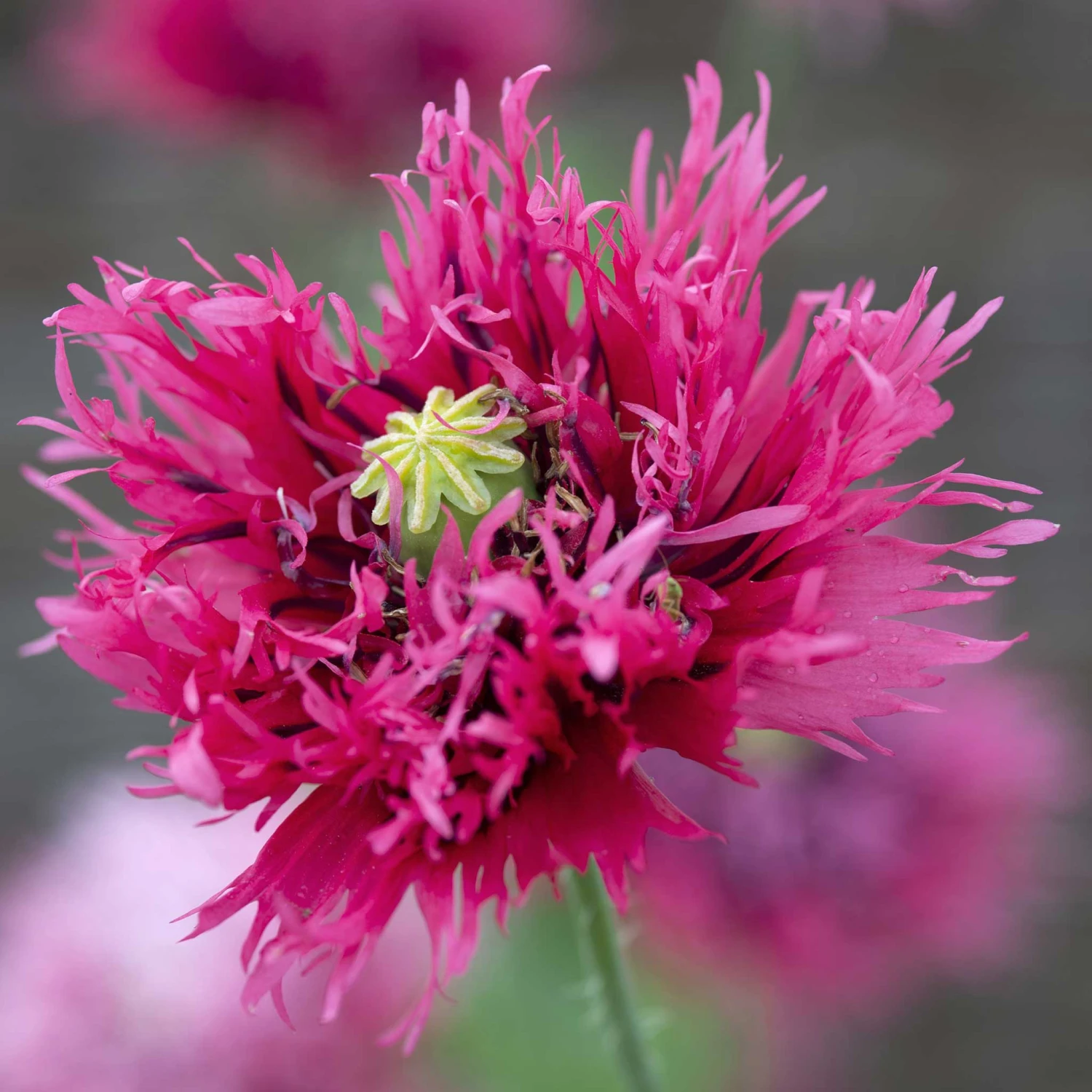 Rose Feathers Poppy Seeds: Stunning Fringed Pink Pompom Blooms 1 Rose Feathers Poppy Seeds: Stunning Fringed Pink Pompom Blooms
