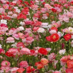 Shirley Poppy Falling in Love Seeds - Vibrant Double Bloom Wildflowers