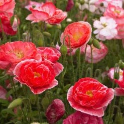 Shirley Poppy Falling in Love Seeds - Vibrant Double Bloom Wildflowers -Eden Brothers Shop poppy shirley falling in love tai 4