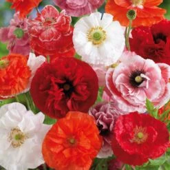 Shirley Poppy Seeds - Mixed Double Bloom Flower Seeds