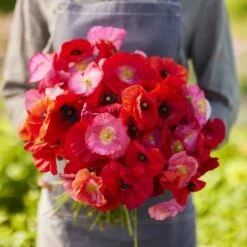 Shirley Poppy Seeds - Mixed Red & Pink