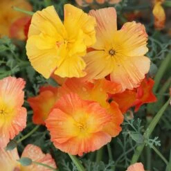 California Poppy Seeds - Thai Silk Apricot -Eden Brothers Shop poppy thai silk apricot shk 4