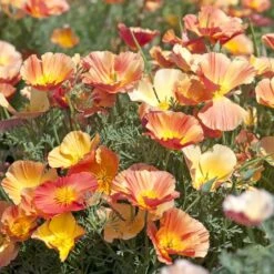 California Poppy Seeds - Thai Silk Apricot