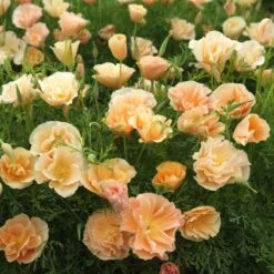 California Poppy Seeds - Thai Silk Pink Champagne Variety