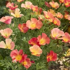 Thai Silk Strawberry Fields California Poppy Seeds - Vibrant Scarlet Garden Blooms