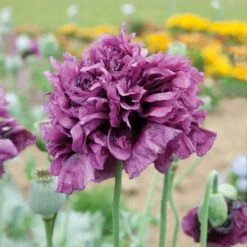 Violetta Blush Poppy Seeds - Double Purple-Pink Cottage Garden Blooms