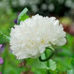 Giant White Cloud Poppy Seeds - Double White Garden Blooms