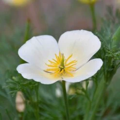 California Poppy Seeds - White Linen