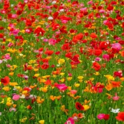 Poppy Power - Poppy Flower Seed Mix