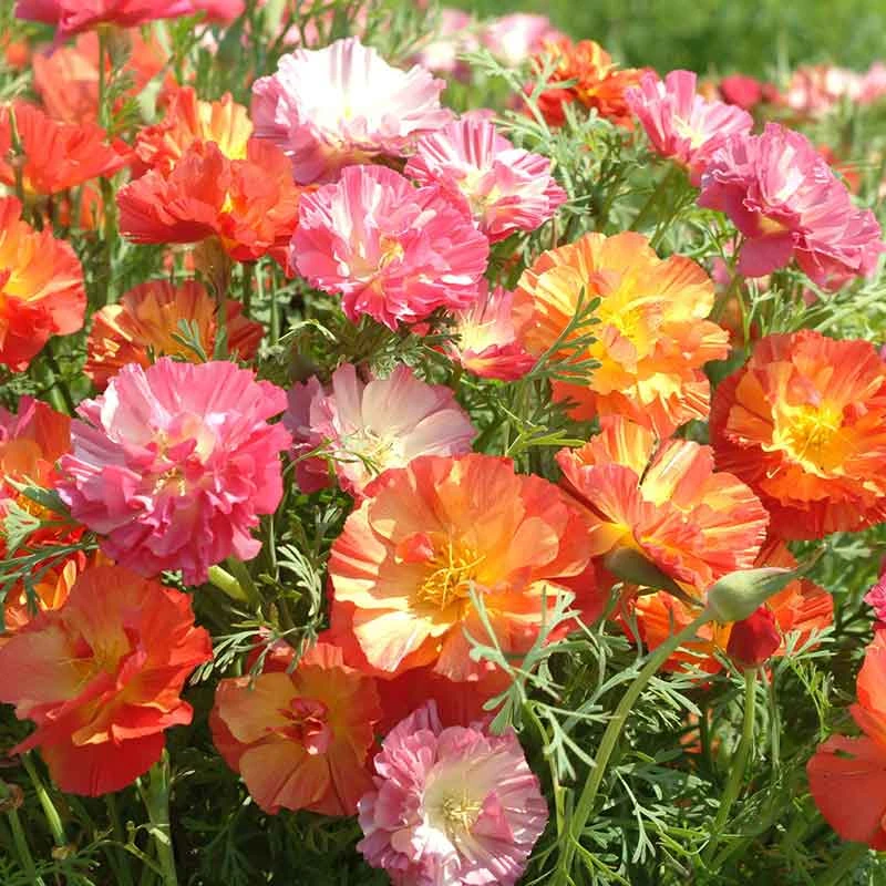 California Poppy Seeds - XL Jelly Beans Colorful Mixed Garden Flowers 1 California Poppy Seeds - XL Jelly Beans Colorful Mixed Garden Flowers