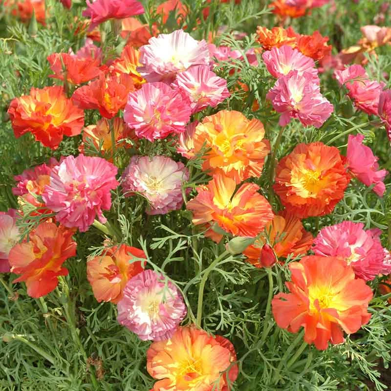 California Poppy Seeds - XL Jelly Beans Colorful Mixed Garden Flowers 2 California Poppy Seeds - XL Jelly Beans Colorful Mixed Garden Flowers - Image 2