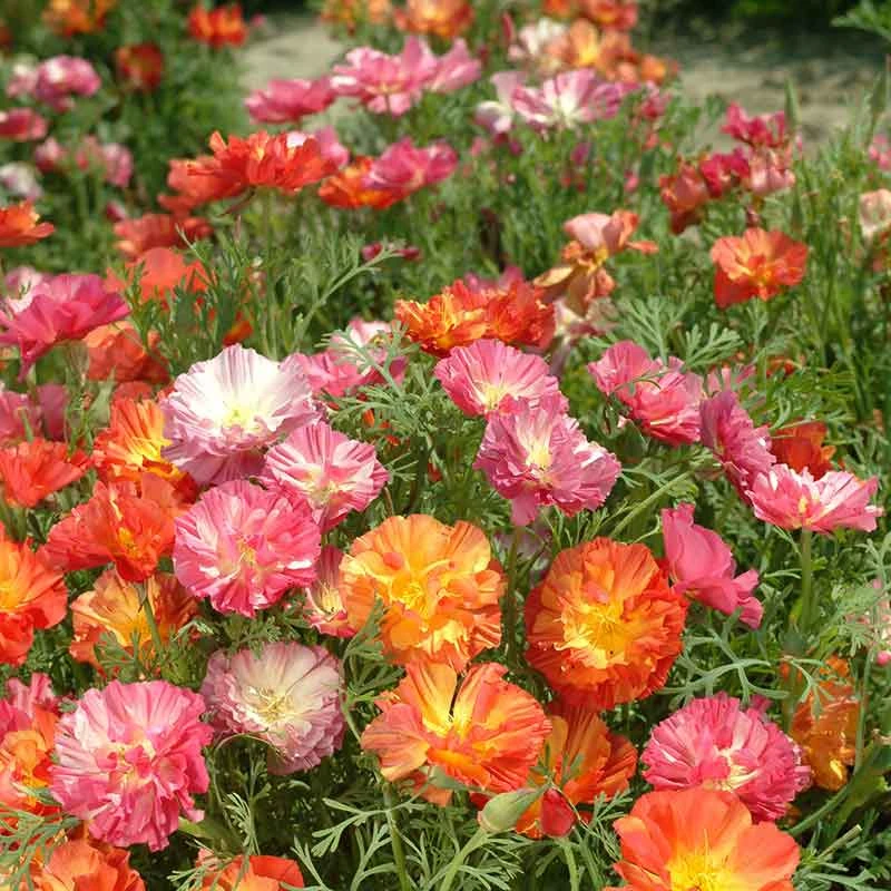 California Poppy Seeds - XL Jelly Beans Colorful Mixed Garden Flowers 3 California Poppy Seeds - XL Jelly Beans Colorful Mixed Garden Flowers - Image 3