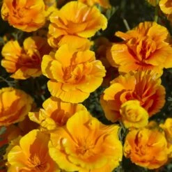 California Poppy Yukon Gold Seeds - Stunning Two-Tone Gold & Orange Blooms