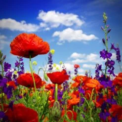 Power Couple - Poppy & Delphinium Flower Seed Mix
