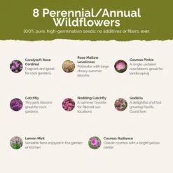 Pink Wildflower Seed Mix - Exclusive Pretty In Pink Garden Blend -Eden Brothers Shop pretty in pink SMCOL113 st2