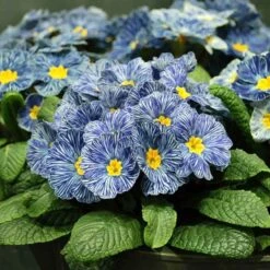 Blue Zebra Primrose Seeds - Unique Indigo and White Striped Perennial