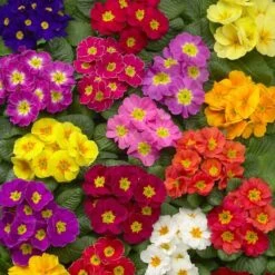Primrose Seeds Danova Mix - 13 Vibrant Flower Colors for Borders and Pots