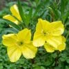 Missouri Dwarf Primrose Seeds - Fragrant Yellow Perennial Wildflower