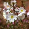 Pale Evening Primrose Seeds - Native Wildflower for Moon Gardens
