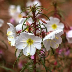 Pale Evening Primrose Seeds - Native Wildflower for Moon Gardens