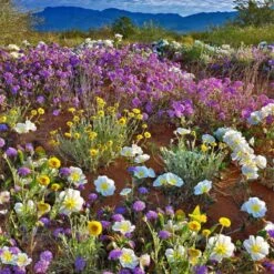 Pale Evening Primrose Seeds - Native Wildflower for Moon Gardens -Eden Brothers Shop primrose pale evening aly 3