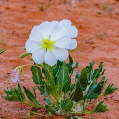 Pale Evening Primrose Seeds - Native Wildflower for Moon Gardens -Eden Brothers Shop primrose pale evening shk 4