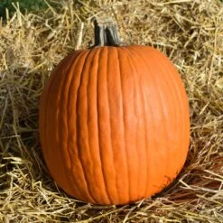 Pumpkin Seeds - Howdens Field