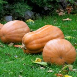 Kentucky Field Heirloom Pumpkin Seeds - High-Yield Variety for Canning