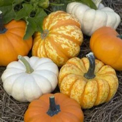 Pumpkin Seeds - Mini Harvest Blend