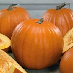 Young's Beauty Pumpkin Seeds: The Perfect Home Garden Jack-O-Lantern