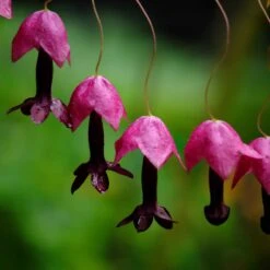 Purple Bell Vine Seeds -Eden Brothers Shop purple bell vine shk 2